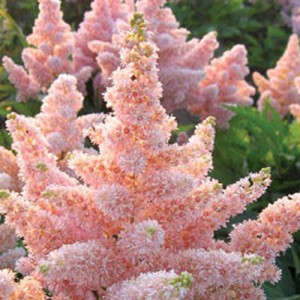 Астильба Astilbe Nikki Астильба Astilbe Nikki